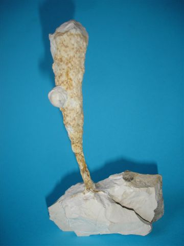 4_Schwamm_ventriculites.JPG 4_Schwamm_ventriculites.JPG