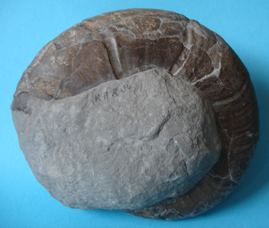 1_Zuecherella_zuecheri.JPG 1_Zuecherella_zuecheri.JPG