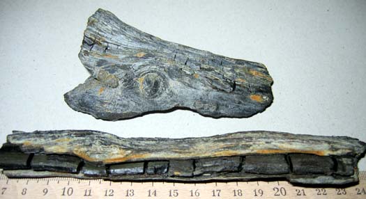16AuchHolz.JPG 16AuchHolz.JPG