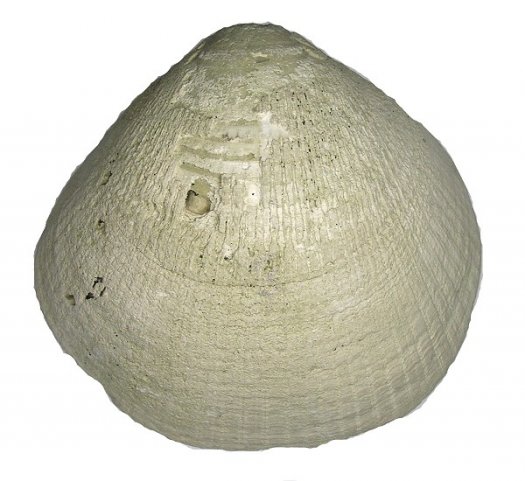 mkannenberg_Glycymeris_variabilis_01.jpg mkannenberg_Glycymeris_variabilis_01.jpg