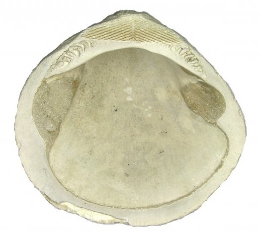 mkannenberg_Glycymeris_variabilis_02.jpg mkannenberg_Glycymeris_variabilis_02.jpg