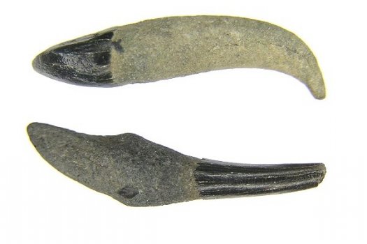 mkannenberg_delphin_04.jpg mkannenberg_delphin_04.jpg