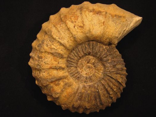 1-Kilianella u Valanginium 12cm_1.JPG 1-Kilianella u Valanginium 12cm_1.JPG