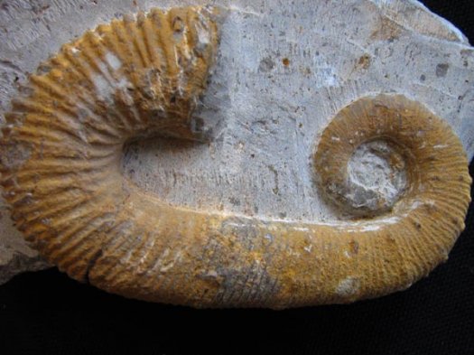 10_Acrioceras_tabarelli_u_Barremium_9cm.JPG 10_Acrioceras_tabarelli_u_Barremium_9cm.JPG