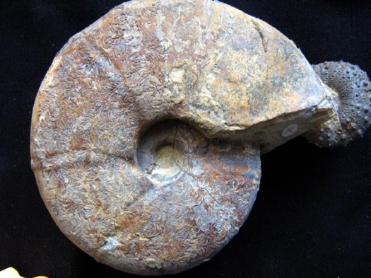 11_Plesiospitidiscus_und_Cidaris_ob_Hauterivium12_cm.JPG 11_Plesiospitidiscus_und_Cidaris_ob_Hauterivium12_cm.JPG