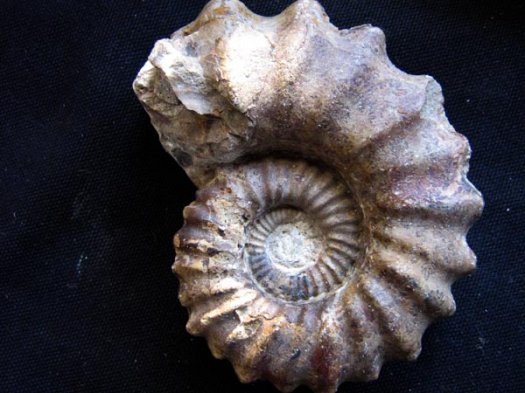 13_Hemihoplites_ob_Barremium10_cm.JPG 13_Hemihoplites_ob_Barremium10_cm.JPG