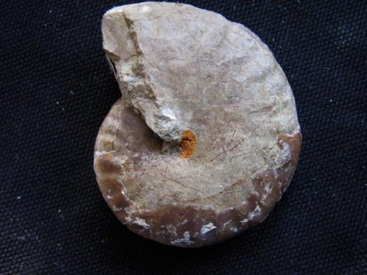 14-Kotetishvillia ob Barremium 4cm_1.JPG 14-Kotetishvillia ob Barremium 4cm_1.JPG