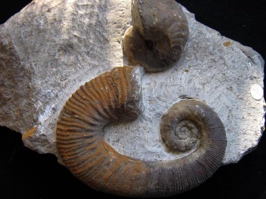 15_Acrioceras_und_Nautilus_un_Barremium_9_cm.JPG 15_Acrioceras_und_Nautilus_un_Barremium_9_cm.JPG