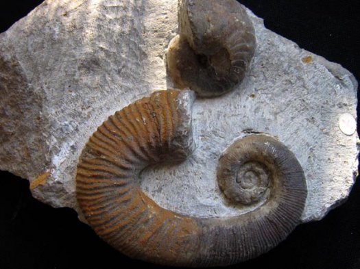 15_Acrioceras_und_Nautilus_un_Barremium_9_cm.JPG