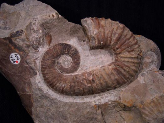 16_Acrioceras_ob_Barremium_8cm.JPG 16_Acrioceras_ob_Barremium_8cm.JPG