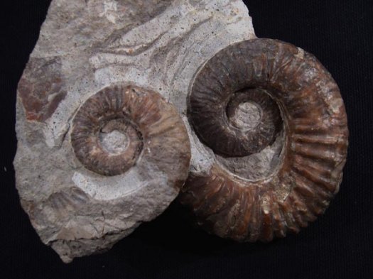 17__Acrioceras_o_Barremium_7cm.JPG 17__Acrioceras_o_Barremium_7cm.JPG