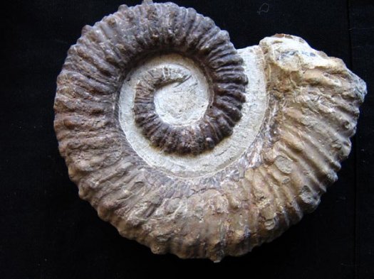 18_Rolle_eines_gro__223_en_Ancyloceras_ob_Barremium_12cm.JPG 18_Rolle_eines_gro__223_en_Ancyloceras_ob_Barremium_12cm.JPG