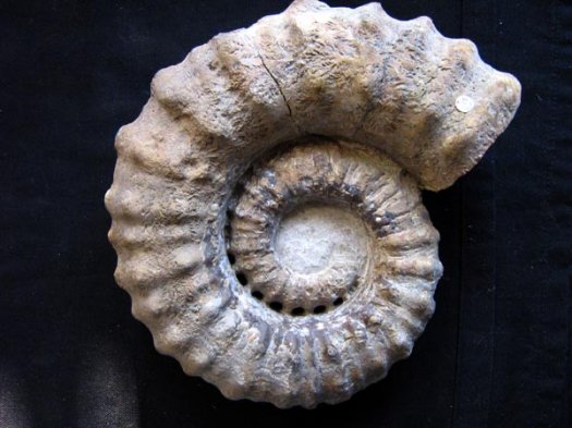 19_Crioceras___o_Barremium_19_cm.JPG 19_Crioceras___o_Barremium_19_cm.JPG