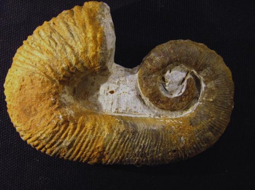 1_Acrioceras_tabarelli_u_Barremium.JPG 1_Acrioceras_tabarelli_u_Barremium.JPG