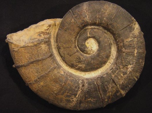 1_Crioceratites_duvali_Gruppe_oHauterivium_16cm.JPG