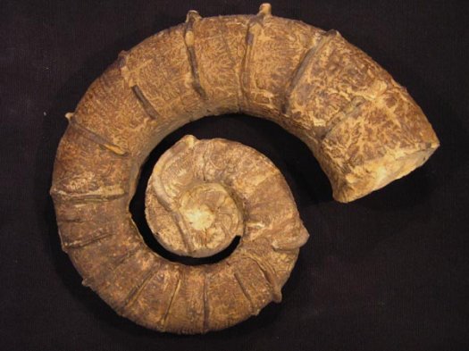 1_Crioceratites_duvali_Gruppe_o_Hauterivium_18cm.JPG 1_Crioceratites_duvali_Gruppe_o_Hauterivium_18cm.JPG