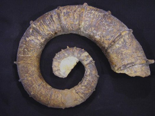1_Crioceratites_duvali_Gruppe_o_Hauterivium_20_cm.JPG 1_Crioceratites_duvali_Gruppe_o_Hauterivium_20_cm.JPG
