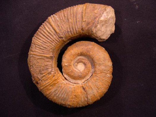 1_Crioceratites_nolani_o_Hauterivium.JPG