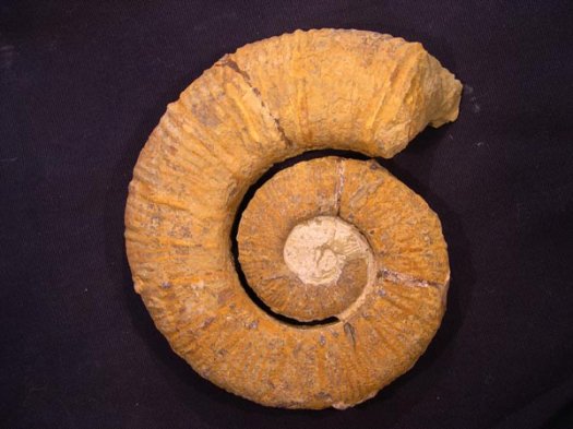 1_Crioceratites_sp_oHauterivium_14_cm.JPG