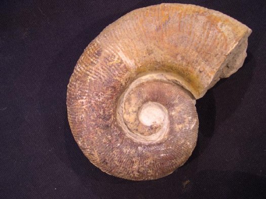 1_Emiriceras_koechlini_uBarremium.JPG 1_Emiriceras_koechlini_uBarremium.JPG