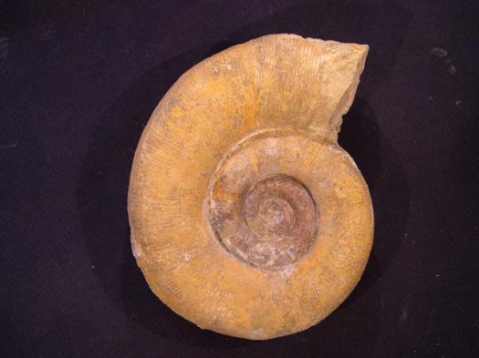 1_Eulytoceras_o_Hauterivium_10_cm.JPG 1_Eulytoceras_o_Hauterivium_10_cm.JPG