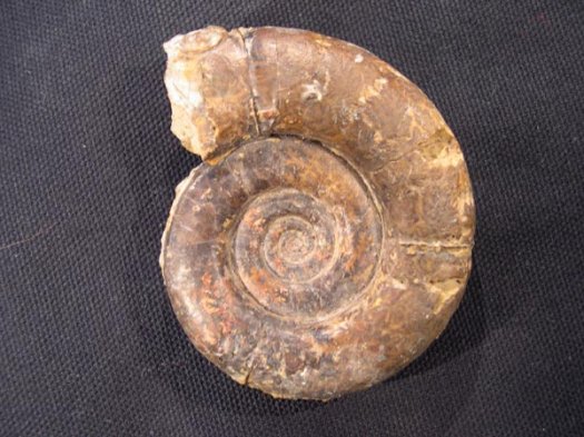 1_Hemitetragonites_m.Hauterivium.JPG 1_Hemitetragonites_m.Hauterivium.JPG