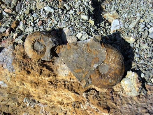 1_Olcastephanus_aus_diesen_Schichten_des_u_Valanginiums.JPG 1_Olcastephanus_aus_diesen_Schichten_des_u_Valanginiums.JPG