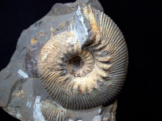1_Olcostephanus_mValanginium_8cm.JPG 1_Olcostephanus_mValanginium_8cm.JPG