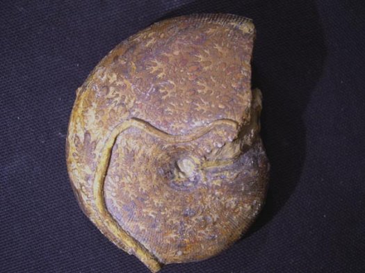 1_Phylloceras_MHauterivium_7cm.JPG 1_Phylloceras_MHauterivium_7cm.JPG