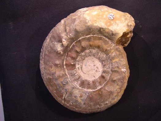 1_Spiticeras_u.Valanginium_15_cm.JPG 1_Spiticeras_u.Valanginium_15_cm.JPG