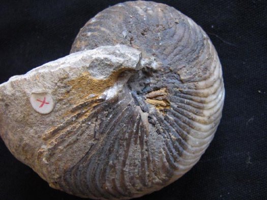 20_Cymatoceras_u.Barremium_8_cm.JPG 20_Cymatoceras_u.Barremium_8_cm.JPG