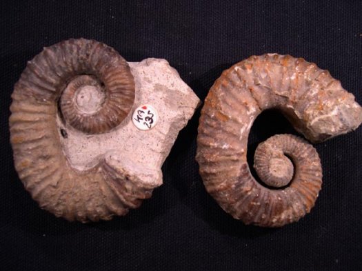 22_Acrioceraten_O_Barremium_6cm.JPG 22_Acrioceraten_O_Barremium_6cm.JPG
