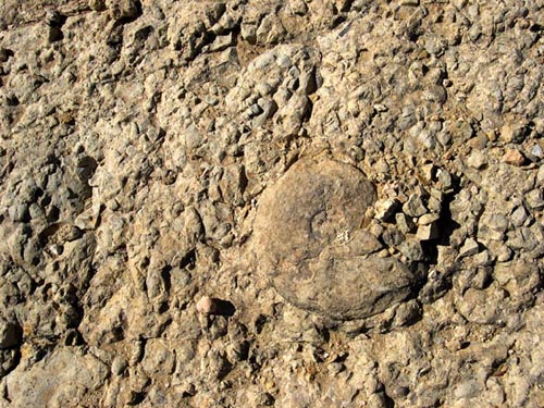 24_Flaeche_mit_einem_Sarasinella_Valanginium.JPG 24_Flaeche_mit_einem_Sarasinella_Valanginium.JPG