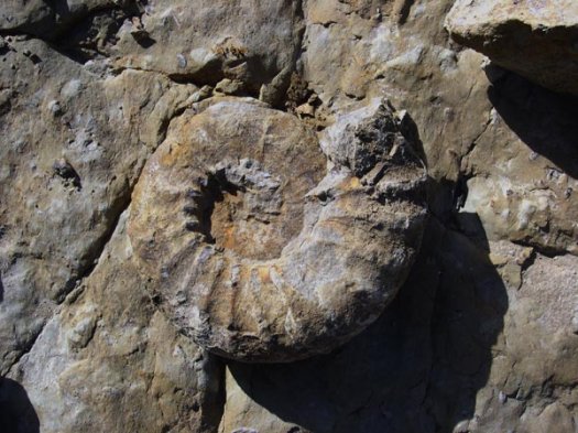 25_Ein_Busnardonites_Valanginium.JPG 25_Ein_Busnardonites_Valanginium.JPG