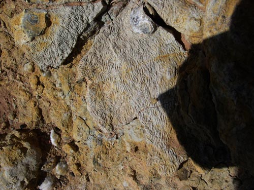 27_Korallen_vom_Fundort_Nr_2.JPG 27_Korallen_vom_Fundort_Nr_2.JPG