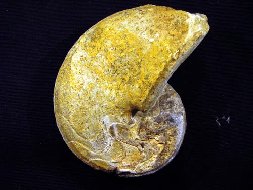 32_Xenocheilus_U._Valanginium_10cm.JPG 32_Xenocheilus_U._Valanginium_10cm.JPG