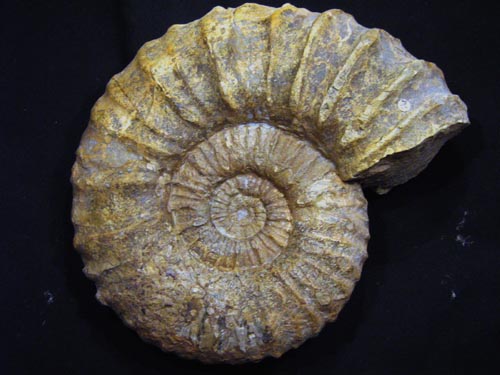 33_Busnardoites_27cm_Valanginium.JPG