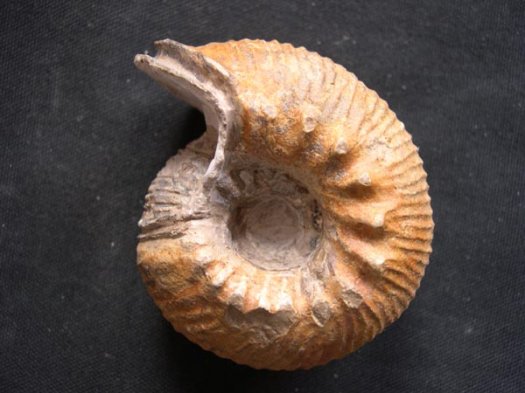 34_Valanginites_dolioliformis_8cm_Valanginium.JPG 34_Valanginites_dolioliformis_8cm_Valanginium.JPG