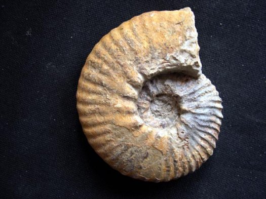 35_Sarasinella_8cm_Valanginium.JPG 35_Sarasinella_8cm_Valanginium.JPG