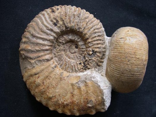 36_Kilianella_und_Olcostephanus_10_cm_Valanginium.JPG 36_Kilianella_und_Olcostephanus_10_cm_Valanginium.JPG