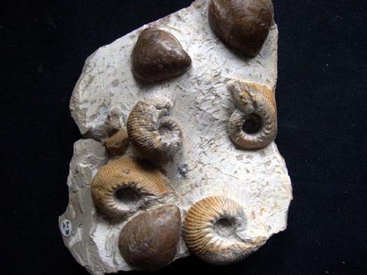 37_Terebrateln_und_OlcostephanocerasValanginium.JPG 37_Terebrateln_und_OlcostephanocerasValanginium.JPG