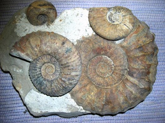 39_Busnardoites_Kilianella_und_Olcostephanus_35_20_cm_Valanginium.JPG 39_Busnardoites_Kilianella_und_Olcostephanus_35_20_cm_Valanginium.JPG