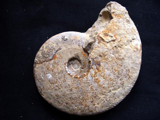 40_Sarasinella_16_cm_Valanginium.JPG 40_Sarasinella_16_cm_Valanginium.JPG