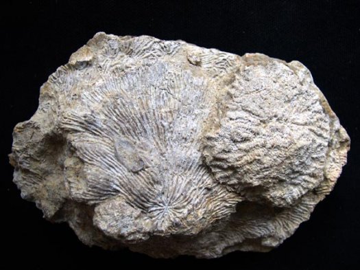41_Korallen_13_cm_Barremium.JPG 41_Korallen_13_cm_Barremium.JPG