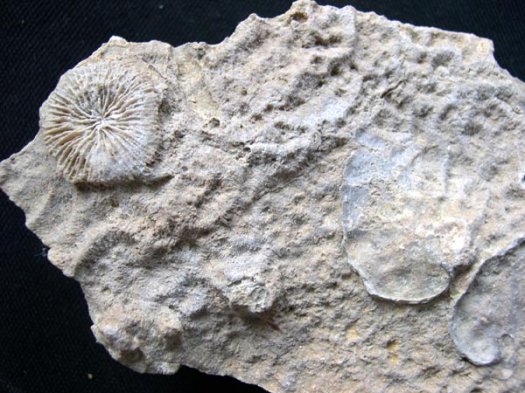 42_Korallen_8cm_Barremium.JPG 42_Korallen_8cm_Barremium.JPG