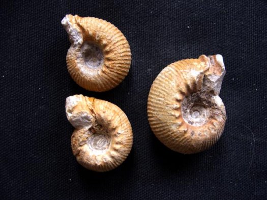 43_Olcostephanus_guebhardi_3cm_Valanginium.JPG 43_Olcostephanus_guebhardi_3cm_Valanginium.JPG