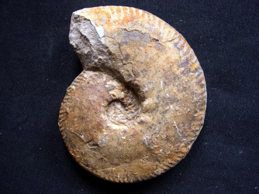 44_Karakaschiceras_8cm_Valanginium.JPG 44_Karakaschiceras_8cm_Valanginium.JPG