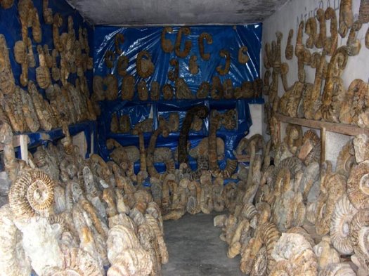 5_Fossilien_von_Imessouane.JPG 5_Fossilien_von_Imessouane.JPG