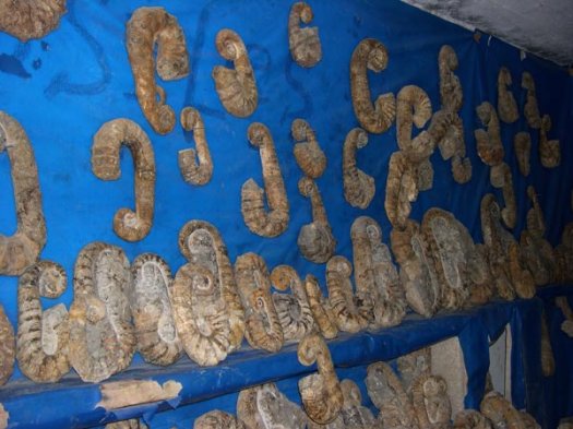 6_Fossilien_von_Imssouane.JPG 6_Fossilien_von_Imssouane.JPG