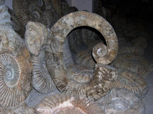 7_Fossilien_von_Imssouane.JPG 7_Fossilien_von_Imssouane.JPG